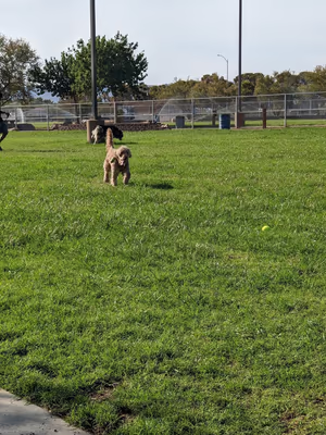 Dog Park at Sunset Park photo 1